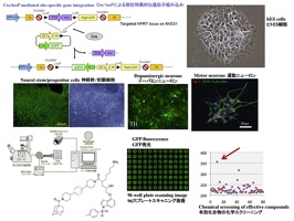 Nakatsuji Lab Research Overview